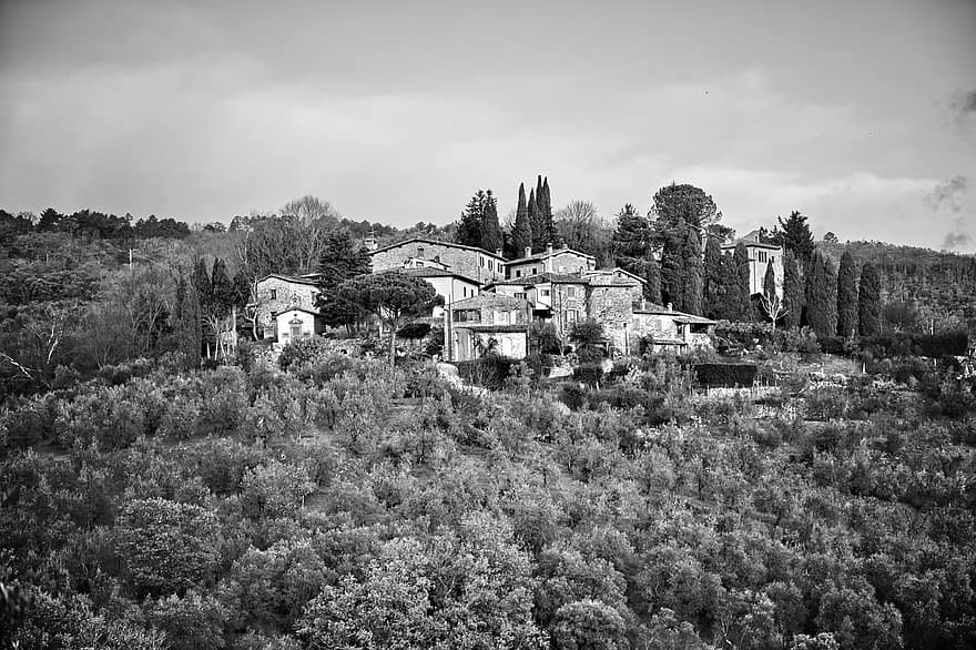 Puut, oliivipuita, Toscana, maa, Tavarnuzzen kautta