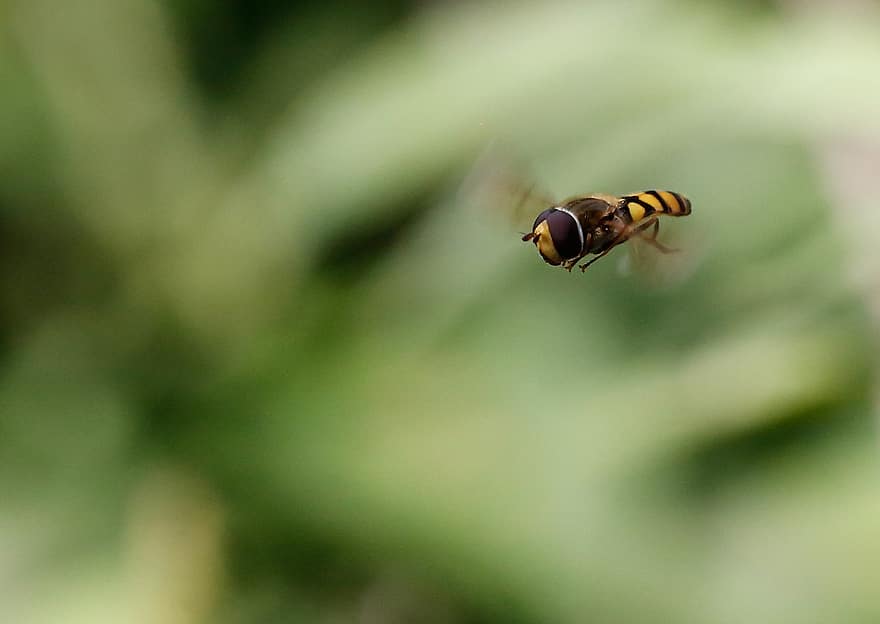hoverfly, έντομο, πέταγμα, λουλούδι μύγα, σύντομη μύγα, φύση, macro