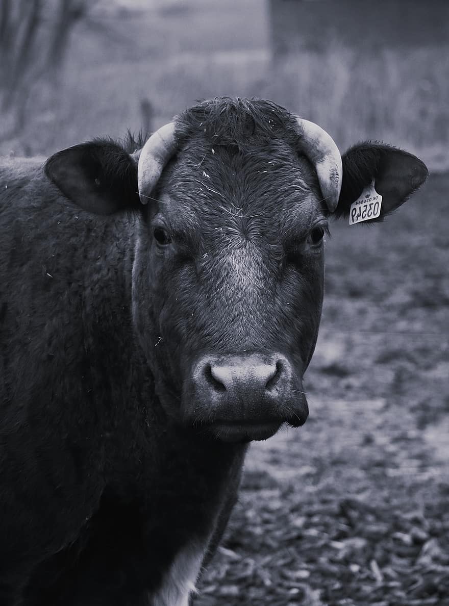 корова, бык, млекопитающее, животные, живая природа, черное и белое, природа, ферма, крупный рогатый скот, домашний скот, сельская сцена