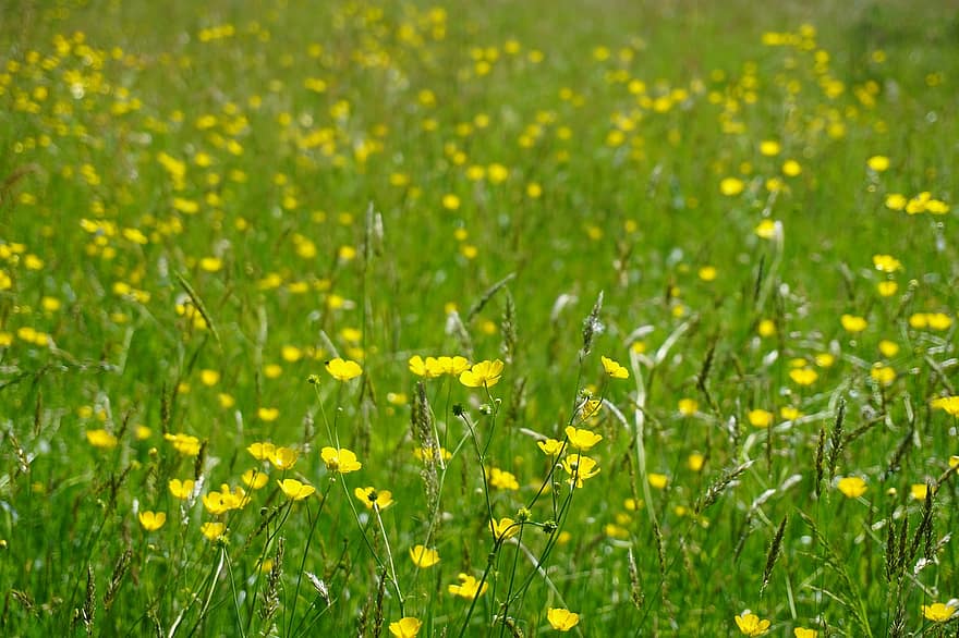 Flowers, Area, Buttercups, Meadow, Blossom, Garden, Spring, Nature, Outdoors, Botany, grass