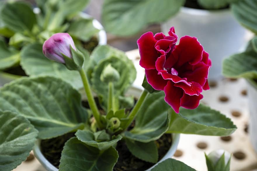червено цвете, къщно растение, декоративно растение, градина, градинарство