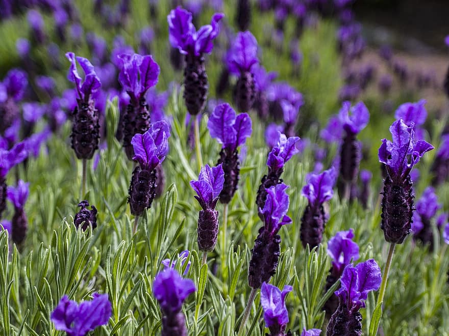 Lavender, Spring, Purple Flowers, Meadow, Garden, purple, plant, flower, close-up, summer, flower head