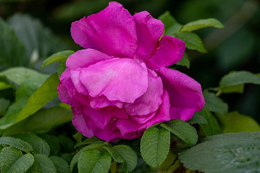Rose, Flower, Petals, Rose Hip, Flower Garden, Nature, Garden, Plants, leaf, close-up, plant