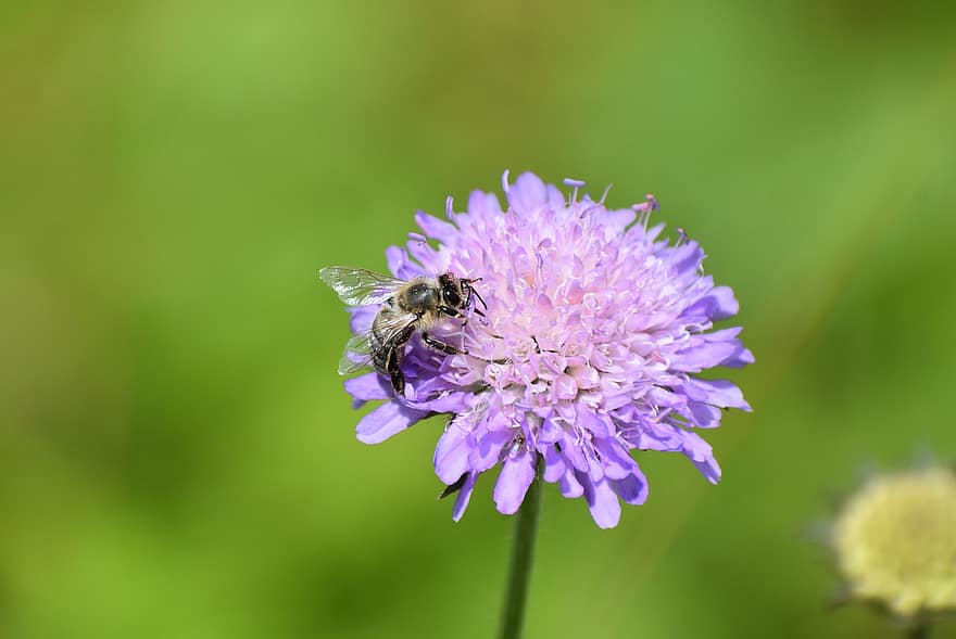 pszczoła, pszczoła miodna, owad, pyłek, kwitnąć, kwiat, pszczoły