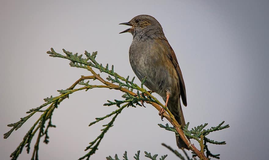 dunnock, pták, pěvec, volně žijících živočichů, peří, větev, sedící, pozorování ptáků, ornitologie, Příroda, zblízka