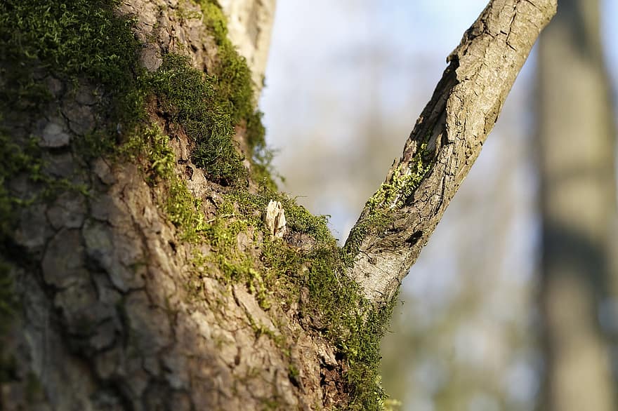 Tree, Lichen, Moss, Forest, Landscape, Background, close-up, branch, plant, leaf, tree trunk
