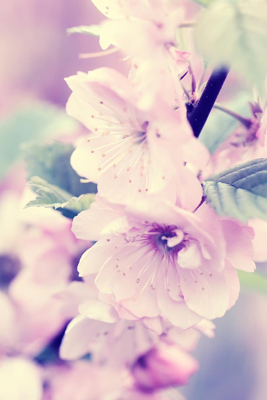 kevät, kukka, pehmeä, pinkki, luonto, makro, lähikuva, kasvi, vaaleanpunainen väri, terälehti, kesä
