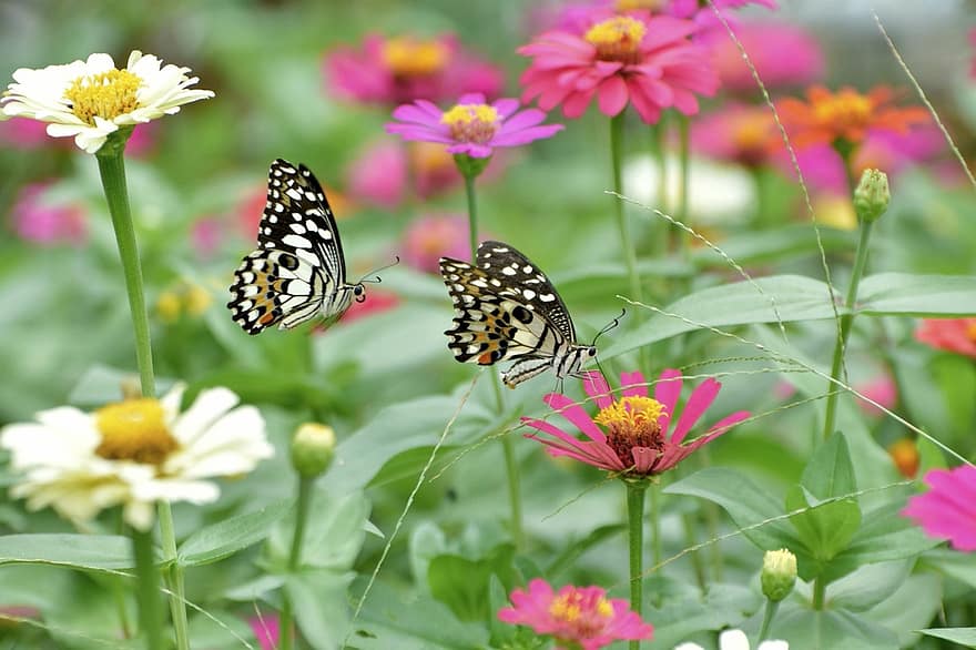 蝶々、フラワーズ、受粉する、受粉、昆虫、翼のある昆虫、蝶の羽、咲く、花、フローラ、動物相
