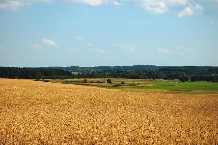σιτάρι, πεδίο, Χωράφι από σιτάρι, ουρανός, σύννεφα, κριθάρι, σπάρτα, καλλιέργειες σίτου, καλλιεργήσιμη γη, γεωργία, αγρόκτημα
