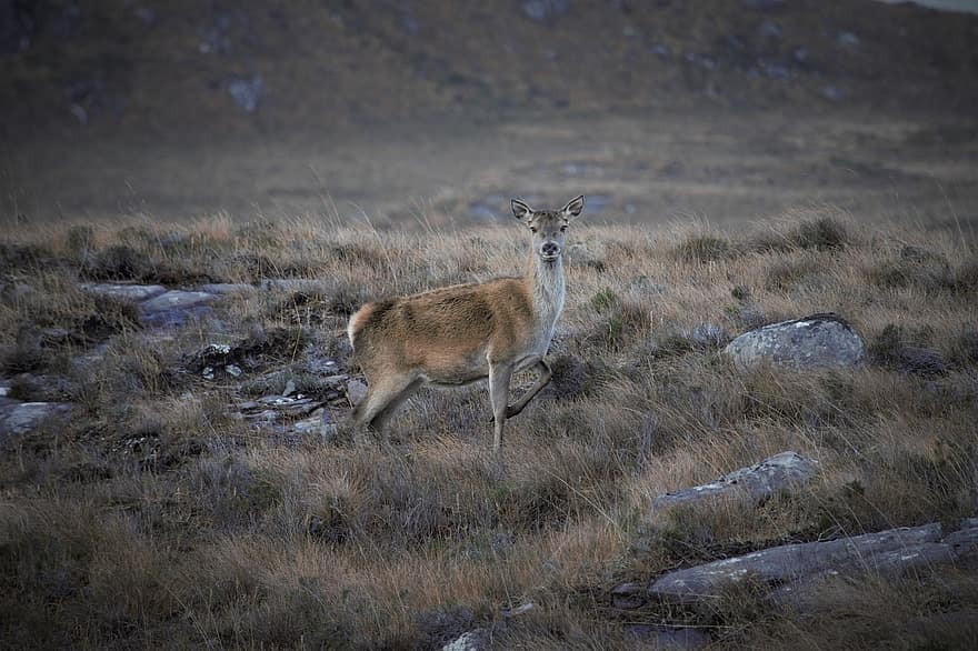 hjort, doe, dyr, kvinnelig hjort, pattedyr, dyreliv, fauna, villmark, Highland