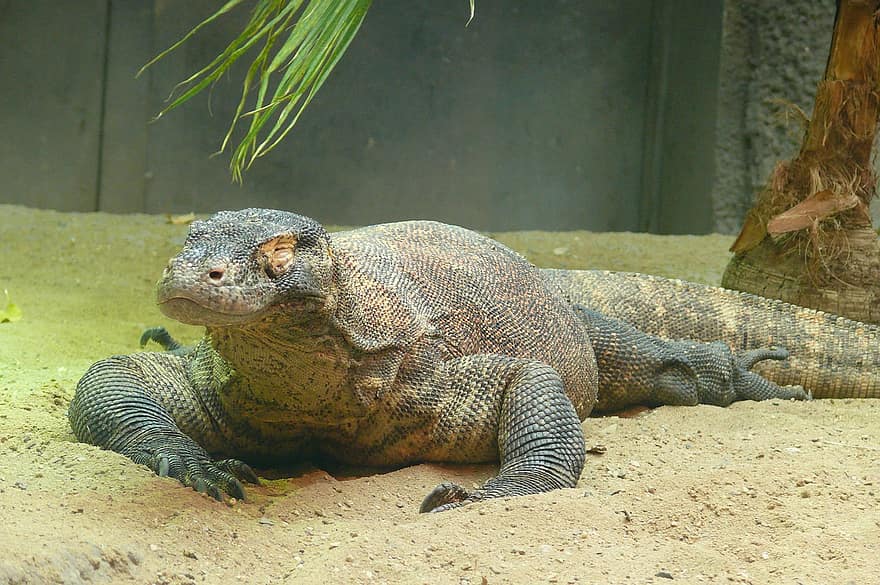 Dragão de Komodo, réptil, animal, lagarto monitor, monitor de komodo, animais selvagens, jardim zoológico