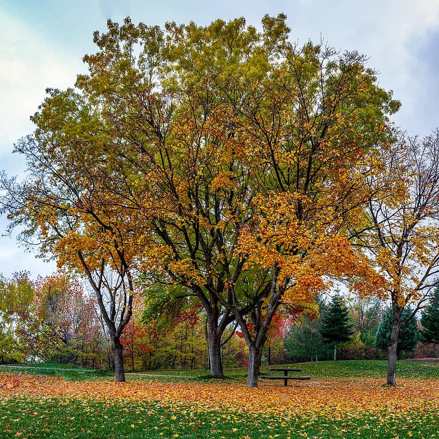 Trees, Park, Leaves, Foliage, Autumn, City, Climate, Environment, Fall, Landscape, Nature