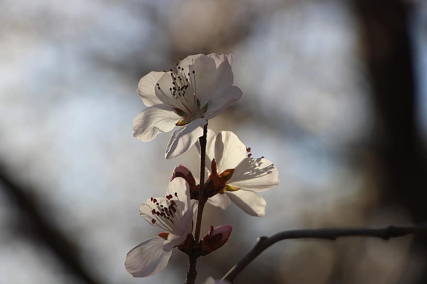 květ, jaro, jarní květiny, Peking