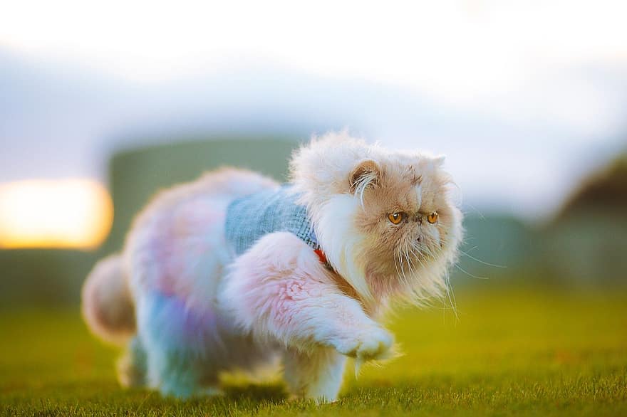 персидский кот, домашнее животное, ходить