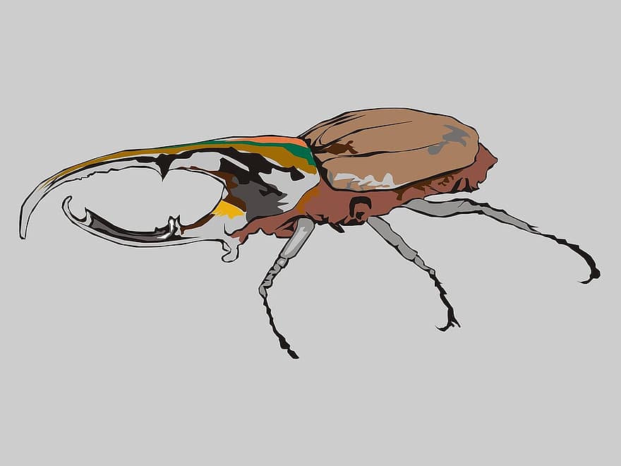 Rhynocéros, насекомое, жуки, жук, животное, саман, Adobe Photoshop, Adobe Illustrator, иллюстратор, Рисование, графика