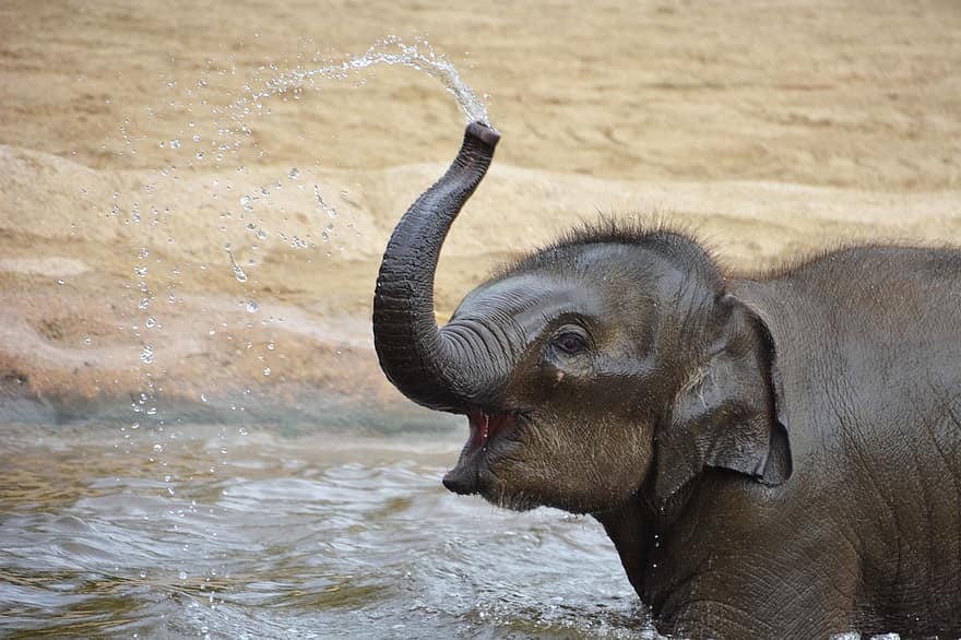 ελέφαντας, μοσχάρι, μπάνιο, περιλούω, νερό, κορμός, κορμό ελέφαντα, ζώο, άγριος, άγριο ζώο, παχύδερμο