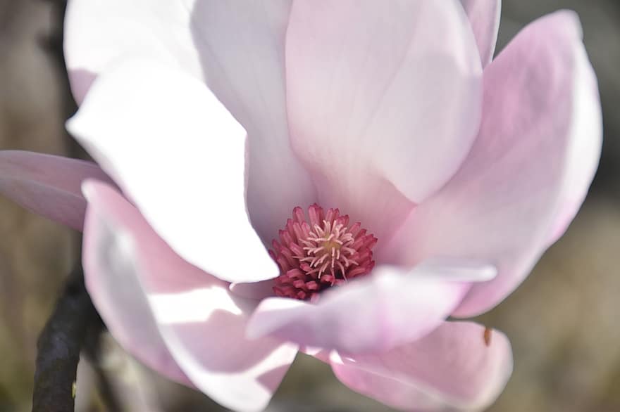 Magnolia sudică, floare, plantă, petale, Magnolia Loblolly, a inflori, inflori, grădină, natură, a închide