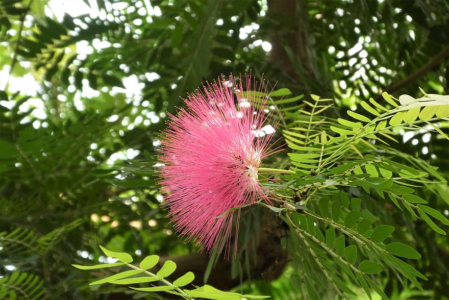 Calliandra, Busk, blomst, plante, Surinamsk pulverpust, blomstre, subtropisk, sierheester, tæt på, blad, grøn farve