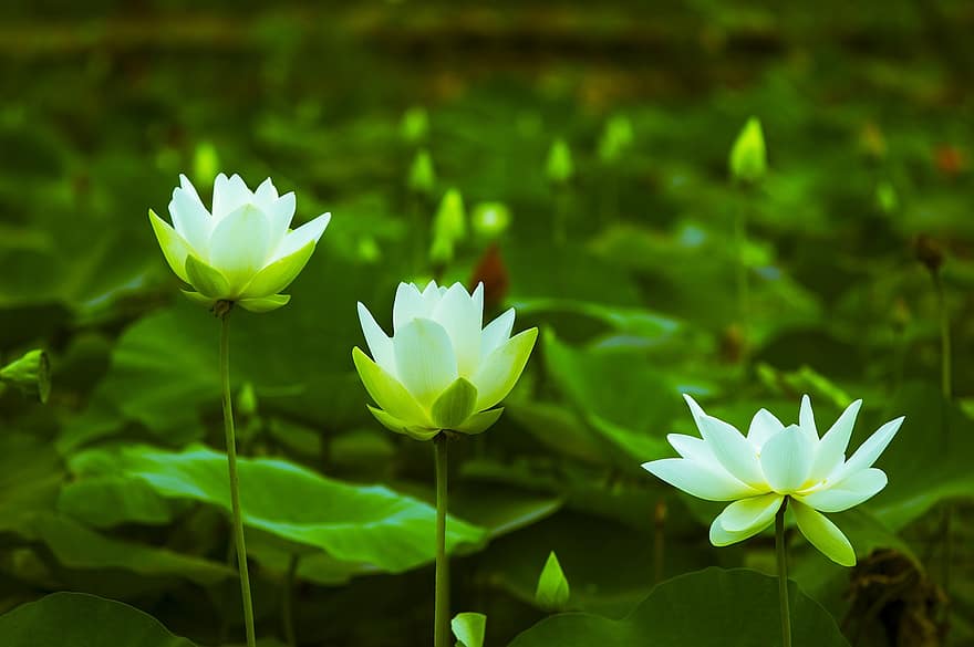 Lotus, Blumen, Lotusblumen, weiße Blumen, Blütenblätter, weiße Blütenblätter, blühen, Wasserpflanzen, Flora, Blatt, Pflanze