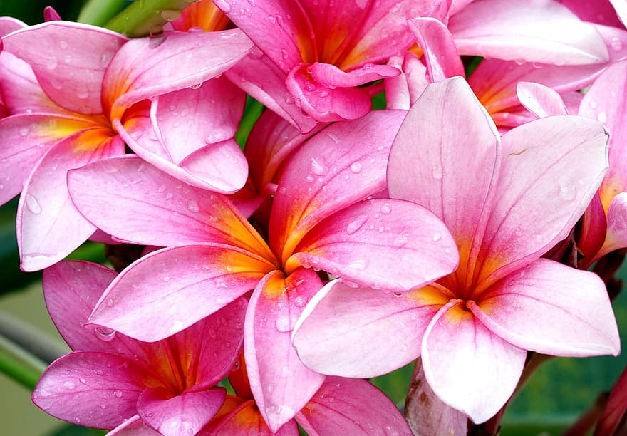 plumerias, blomster, frangipanis, kronblade, pink kronblade, flor, blomstre, flora, natur
