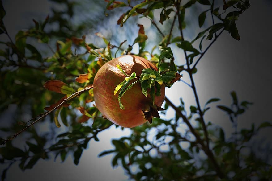 granátové jablko, ovocný strom, Příroda, flóra