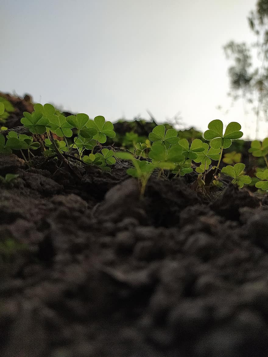 Soil, Garden, Sprout, Field, Gardening, Nature, leaf, growth, plant, green color, summer