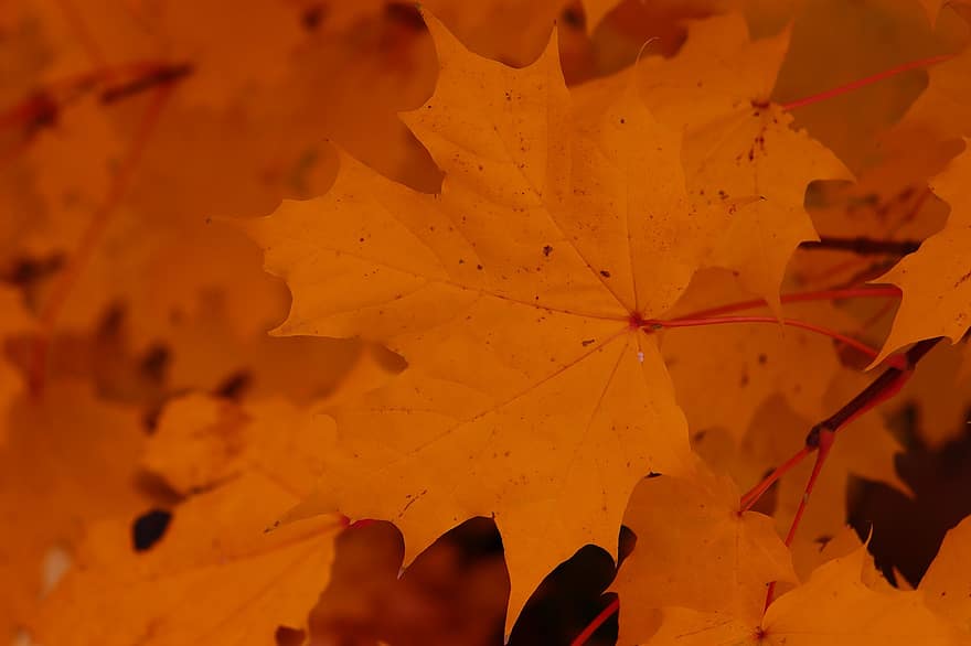 Maple, Autumn, Leaves, Foliage, Autumn Leaves, Autumn Foliage, Autumn Colors, Autumn Season, Fall Foliage, Fall Leaves, Fall Colors