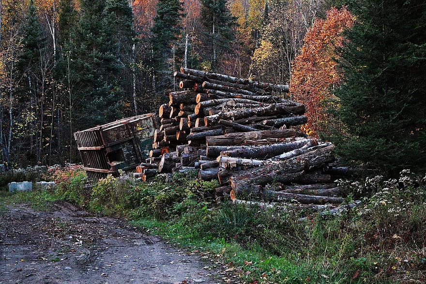 rąstai, mediena, miškinė, miškas, medis, medienos pramonė, kamino, ruduo, malkos, krūva, medžio kamienas