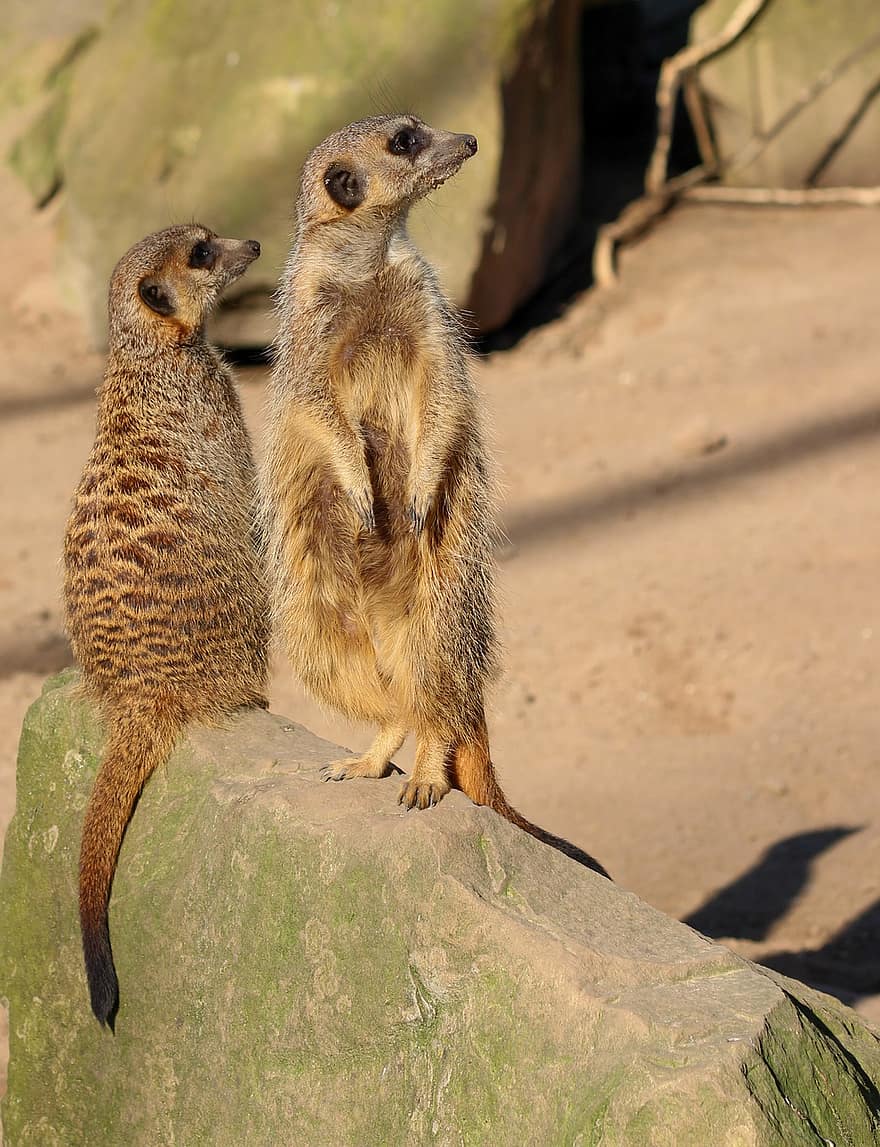 meerkats, suricates, ทะเลทราย, ธรรมชาติ, สัตว์, แคต, พังพอน, เล็ก, สัตว์ในป่า, น่ารัก, แอฟริกา