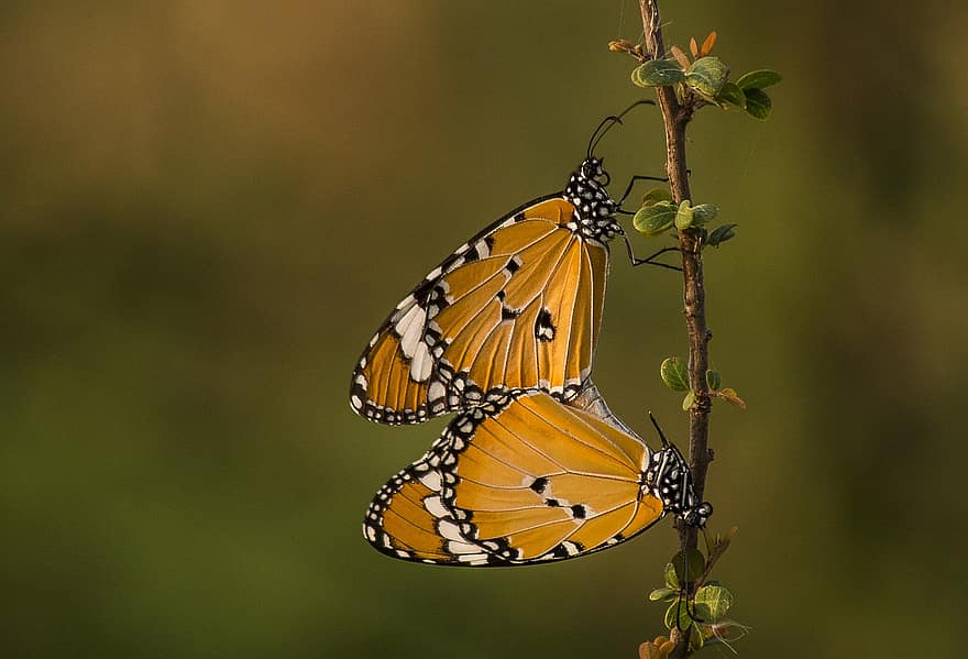 kelebekler, kanatlar, bitkiler, böcek, yaban hayatı, muson, yeşil, doğa, kelebek, kapatmak, çok renkli