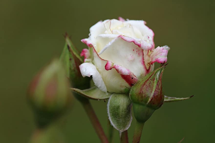 weiße Rose, Rose, blühen, romantisch, Garten, Schönheit, Rosenblüte, Rosenstrauch, Natur, Blütenblätter, Romantik