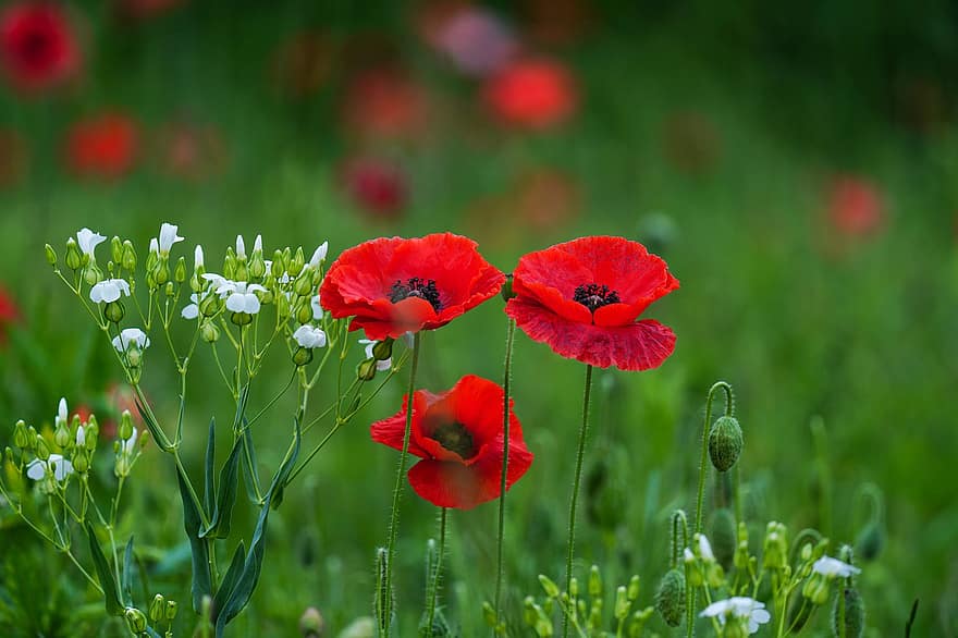 Poppies, Red Poppies, Red Flowers, Flowers, Wildflowers, Republic Of Korea, Meadow, Garden, summer, green color, flower