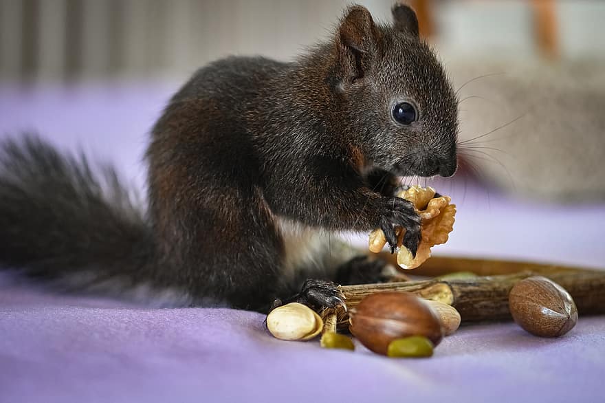 mókus, észak-amerikai mókus, rágcsáló, állat, természet, élelmiszer, ülés, aranyos, dió