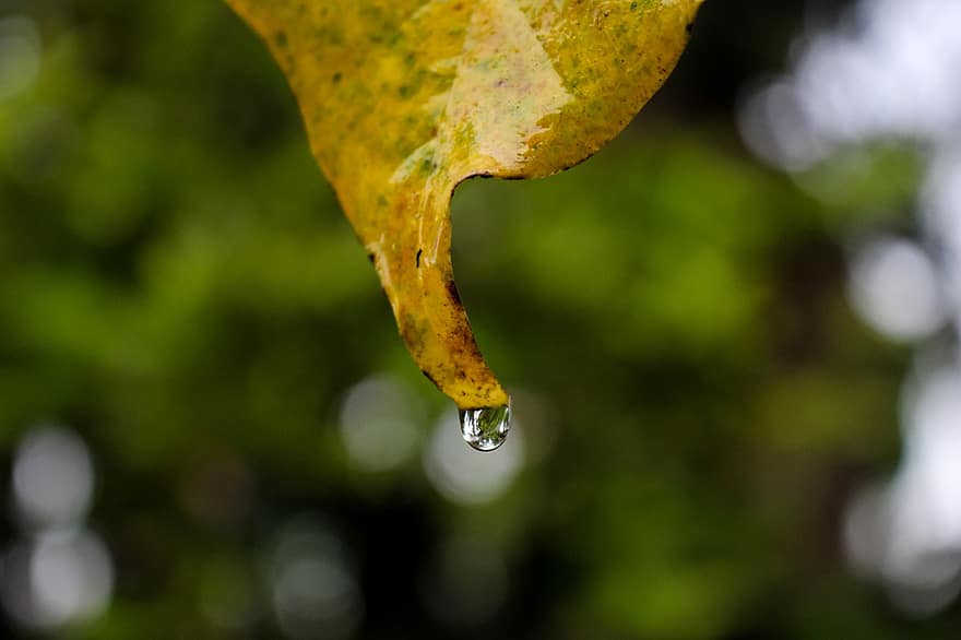 daun, daun kering, tetesan air, dedaunan, alam, titisan hujan, titis kecil, merapatkan, warna hijau, makro, menanam
