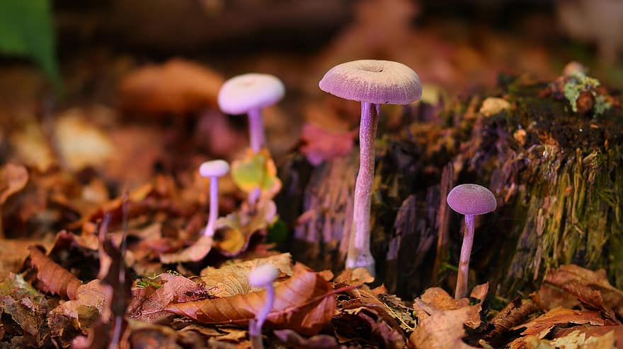 mushrooms, plants, toadstools, autumn, close-up, forest, season, fungus, plant, leaf, uncultivated