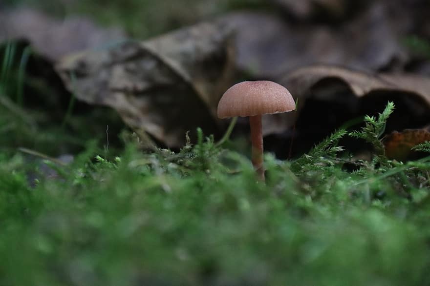 ciuperca, ciupercă, micologie, Podea de lemn, macro, natură, pădure