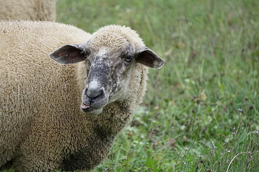 cừu, cái lưỡi, vải lông cừu, chăn nuôi, chăn nuôi cừu, Chăn nuôi cừu, chăn nuôi gia súc, nông trại, đồng cỏ, nông nghiệp, Thiên nhiên