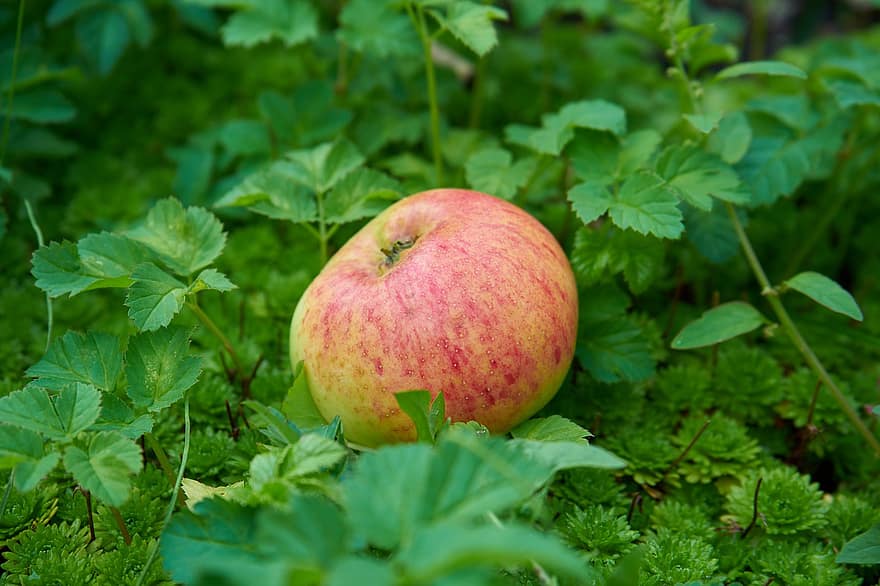 táo, vườn, trái cây