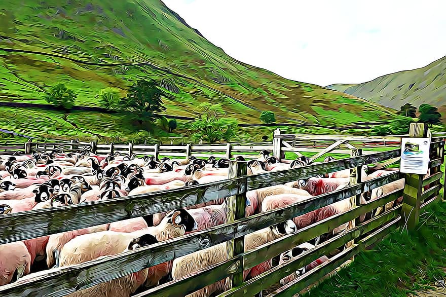 農業、ファーム、自然、フィールド、家畜、羊、屋外、草、風景、夏、旅行