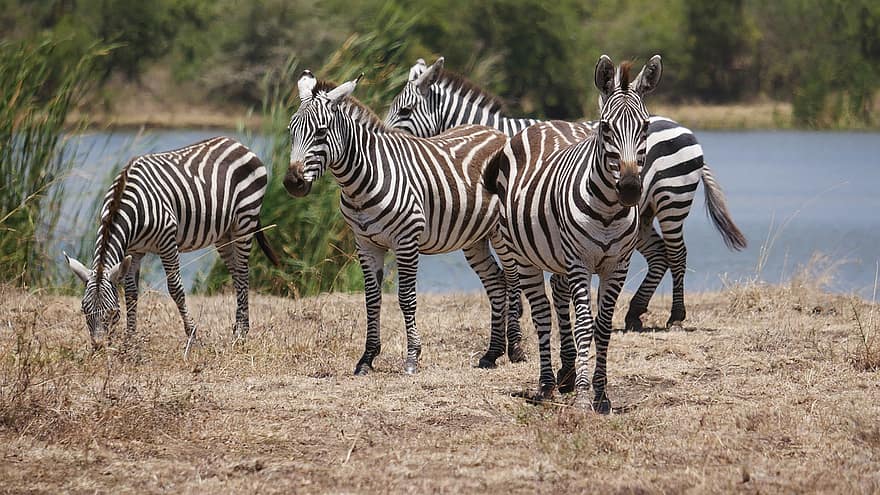 zebra, margasatwa, cadangan, bergaris