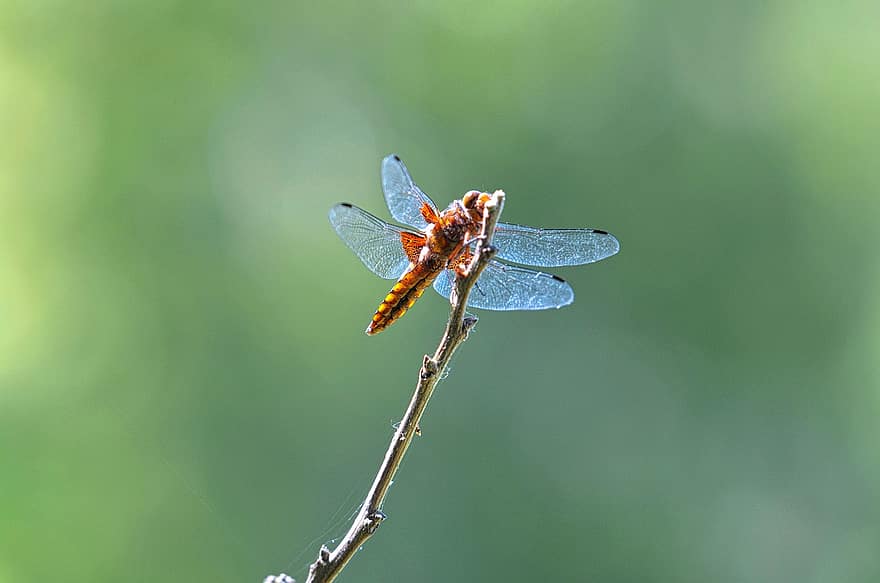 insekt, dragonfly, arter, vinger, makro, entomologi, natur, nærbilde, grønn farge, sommer, anlegg