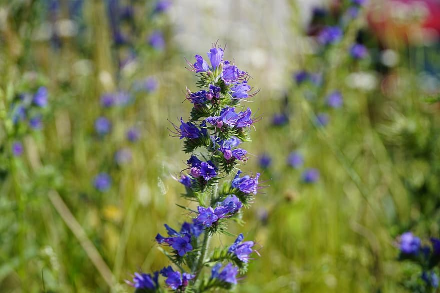 Echium, virágok, kék, Boraginaceae, természet, vadvirágok, méhbarát