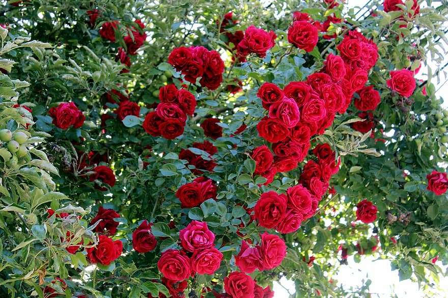 rozen, bloemen, tuin-, rode rozen, rose bloei, bloemblaadjes, rozenblaadjes, bloeien, bloesem, flora, planten