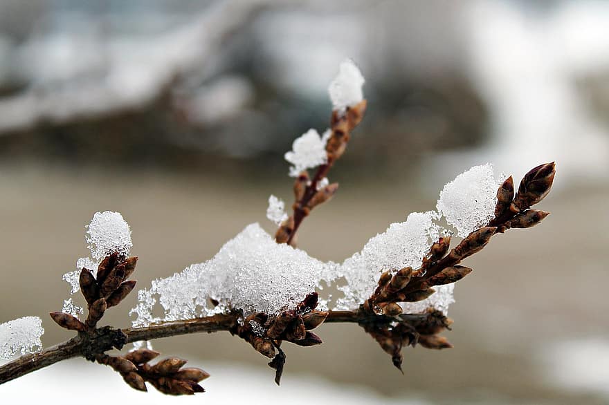 Snow, Branch, Bud, Nature, Tree, Winter, Cold, Ice, Forest, White, Wintry