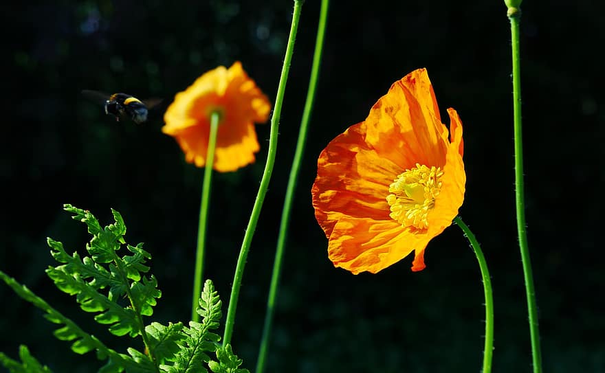 ポピー、花、蜂、昆虫、バンブルビー、オレンジ色の花、花びら、咲く、葉、庭園、自然
