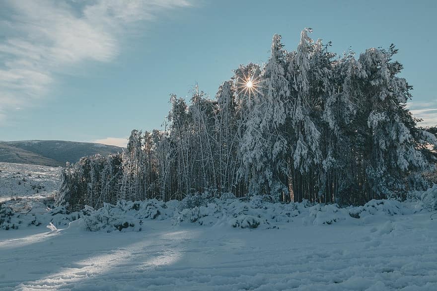 冬、自然、木、シーズン、雪、屋外、荒野、森の中、森林、風景、山