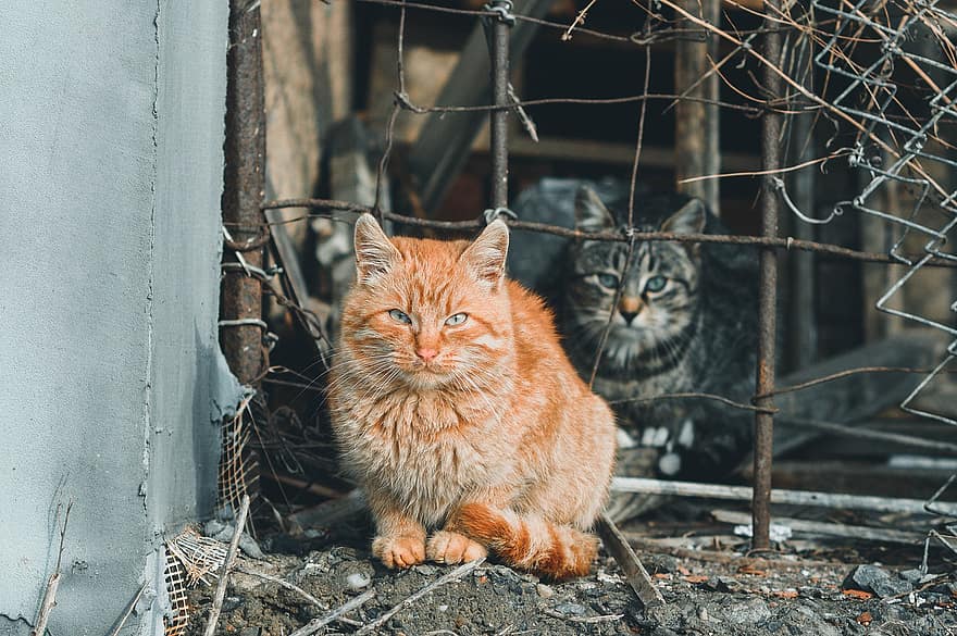 коты, бездомные коты, полосатый, уличные кошки, домашние кошки, кошачий, млекопитающих, животные, все вместе, оранжевый кот, на открытом воздухе