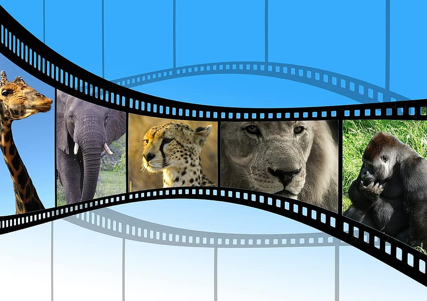 映画、動物映画、ネイチャーショット、日没、残光、風景、アフリカ、ボツワナ、オカバンゴ、膜、フィルムストリップ