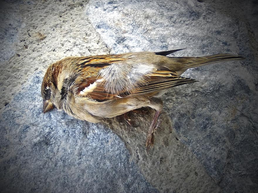 vrabie, pasăre moartă, metaforă, transcendenta, decedat