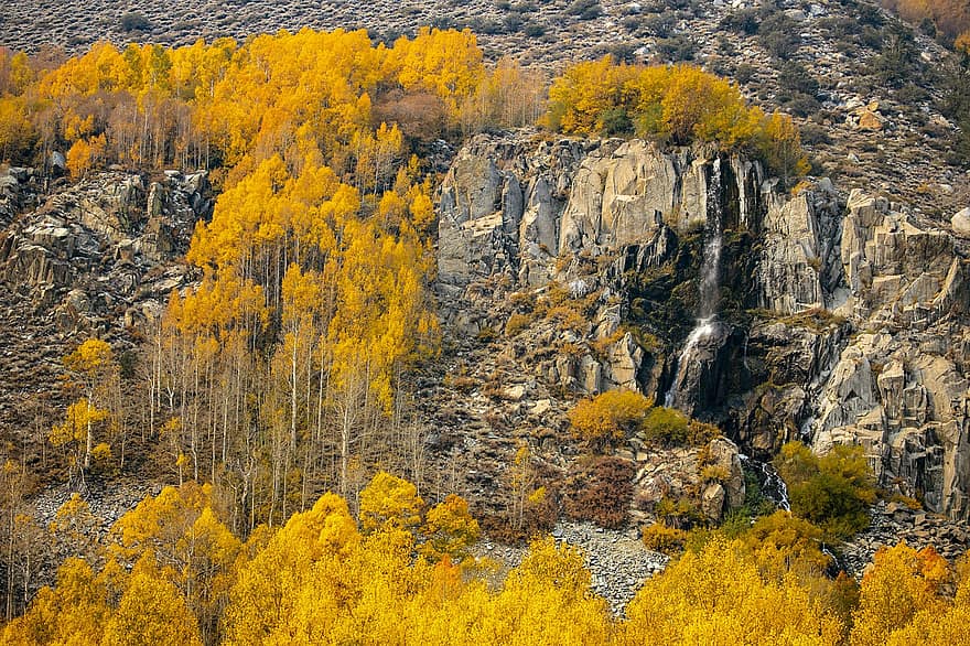 Příroda, podzim, sezóna, venku, stromy, Bishop Creek, žlutá, strom, les, krajina, hora